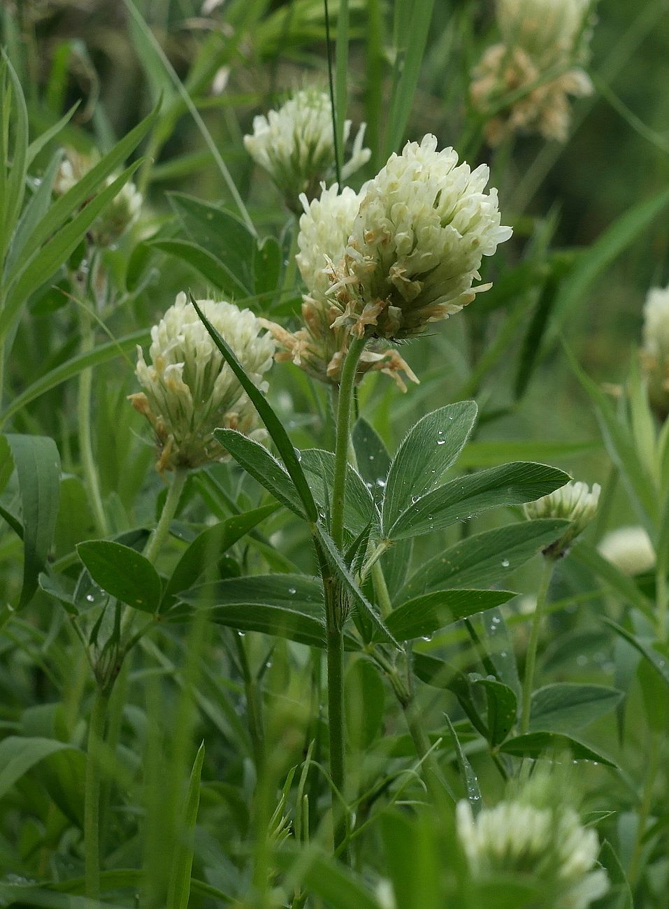 Image of Trifolium trichocephalum specimen.