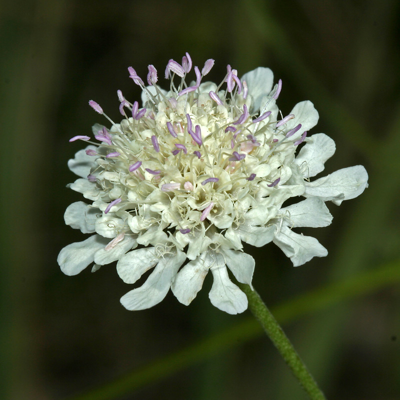 Image of Scabiosa sosnowskyi specimen.