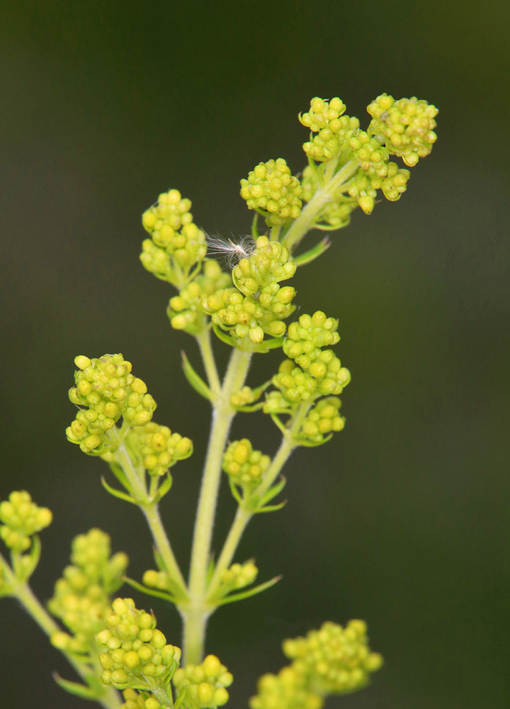 Изображение особи Galium verum.