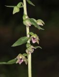 Epipactis helleborine. Часть соцветия. Горный Крым, окр. с. Генеральское, буковый лес. 15 июля 2022 г.