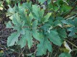 Heracleum sibiricum