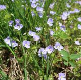 Veronica filiformis