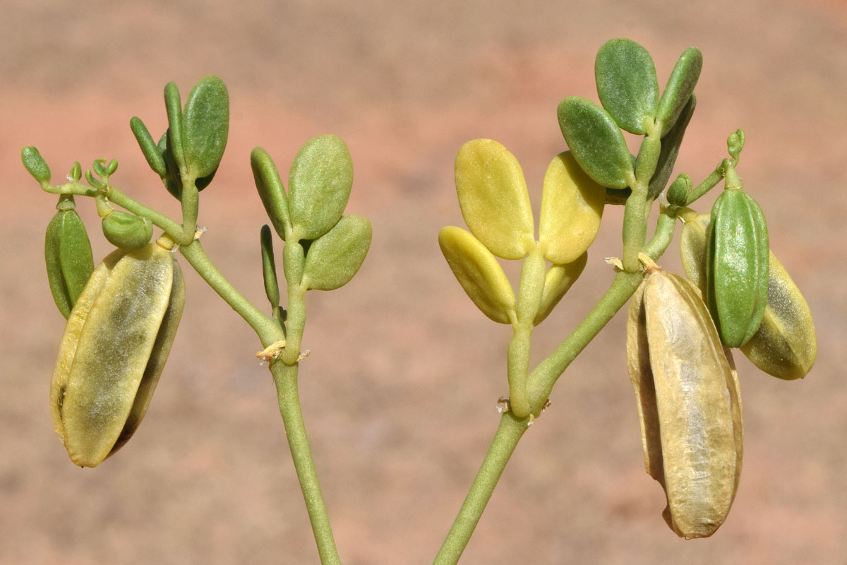 Изображение особи Zygophyllum lehmannianum.