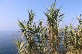 Arundo donax