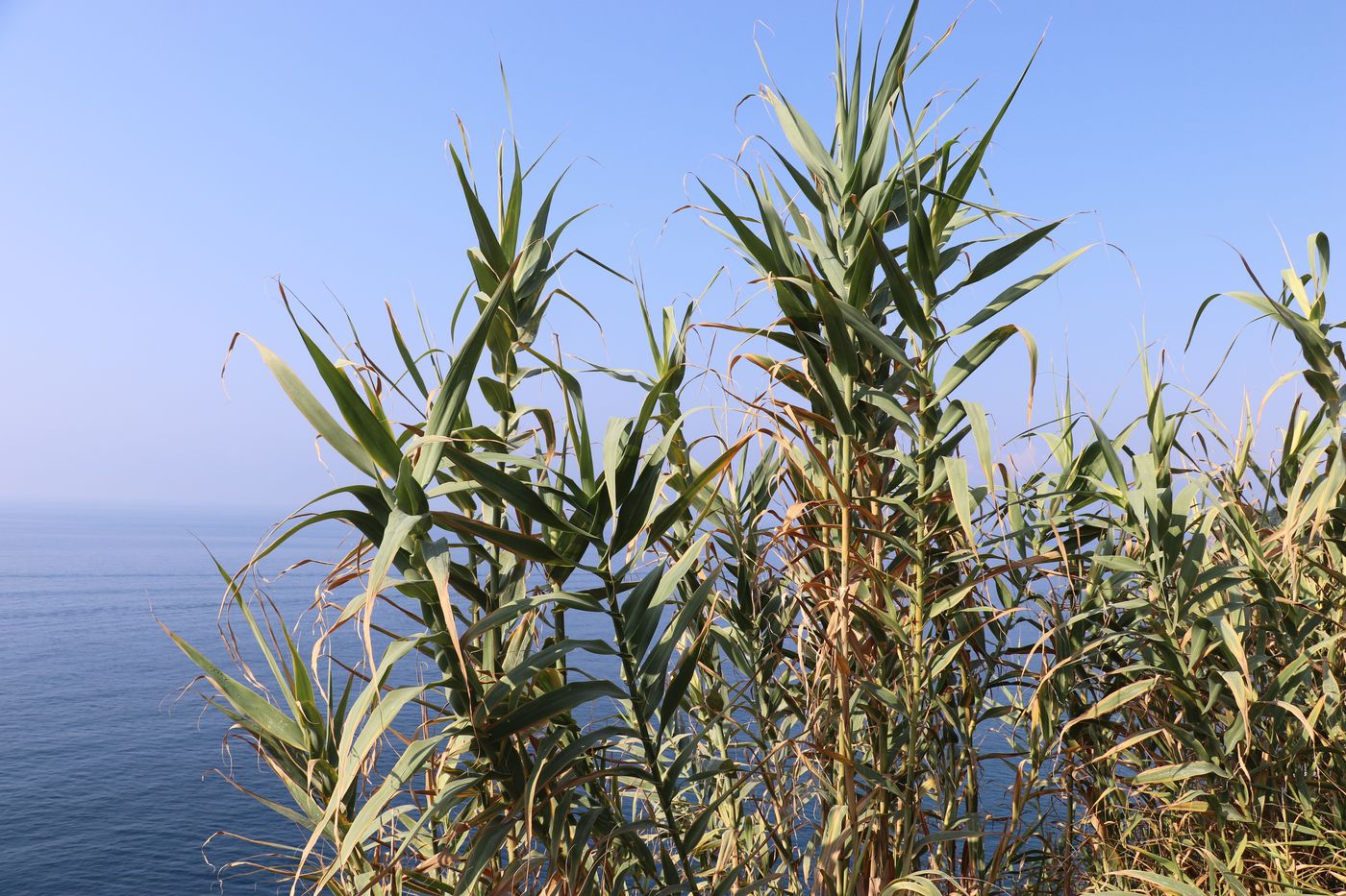 Изображение особи Arundo donax.