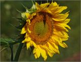 Helianthus annuus