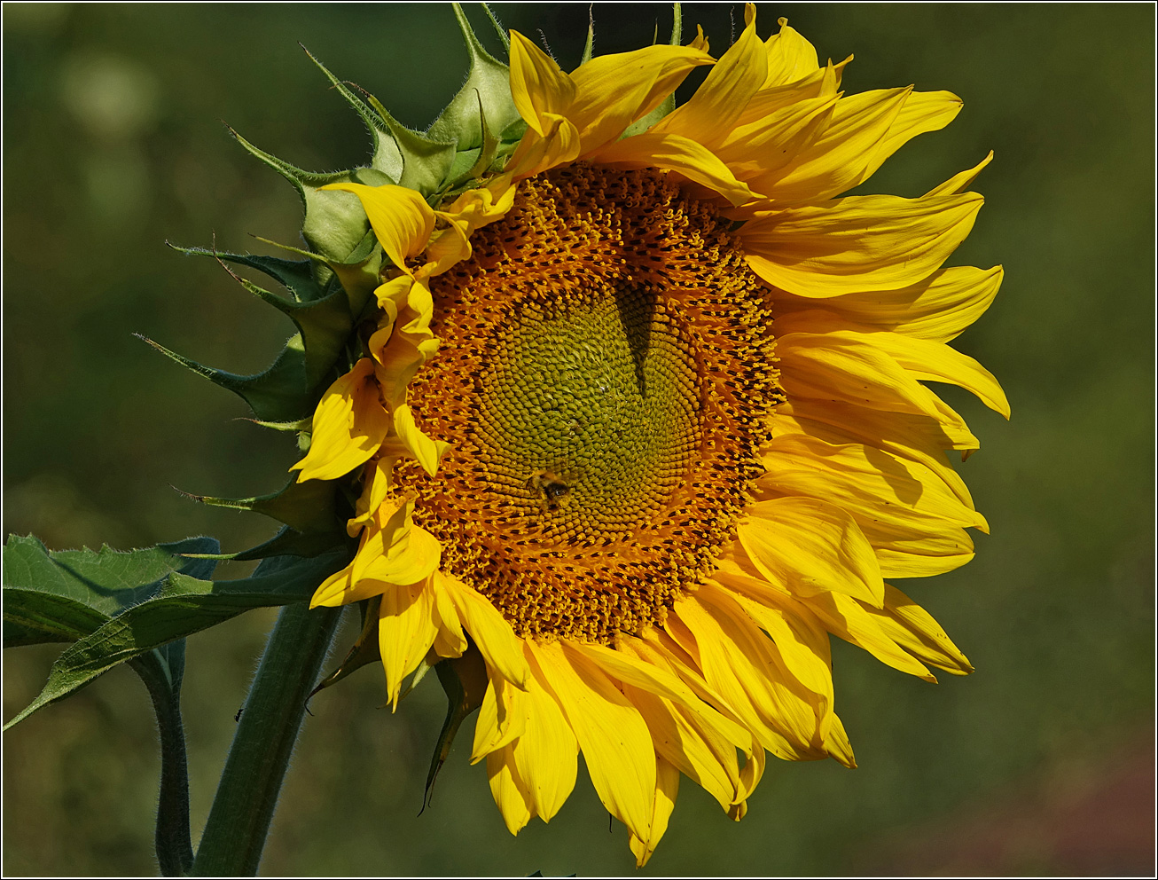 Image of Helianthus annuus specimen.