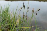 Carex paupercula. Верхушки плодоносящих побегов и листьев. Мурманская обл., окр. г. Заозёрск, высота 314.9, долина тектонического разлома, заболоченный берег небольшого озера. 01.08.2022.