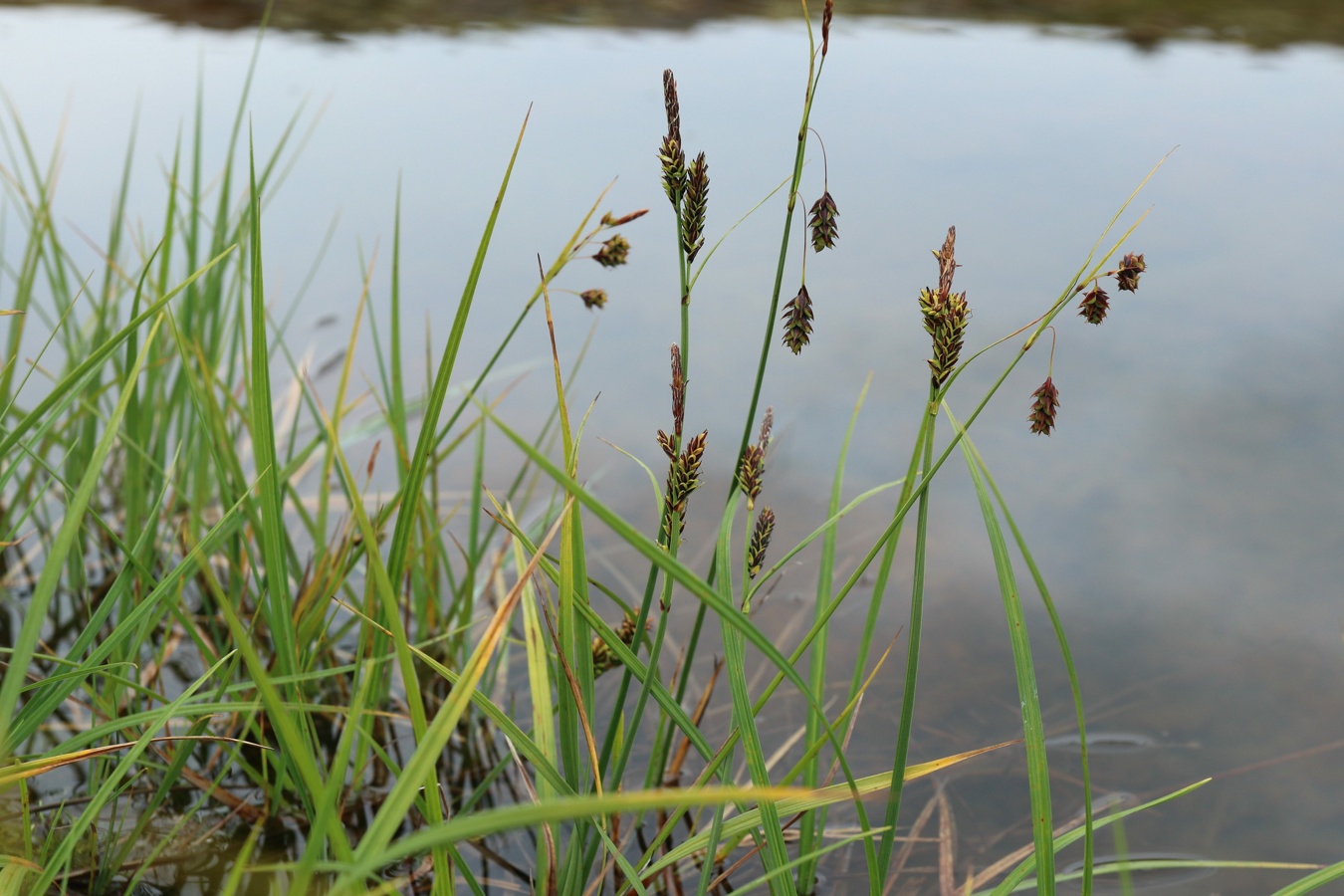 Изображение особи Carex paupercula.