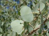 Populus pruinosa