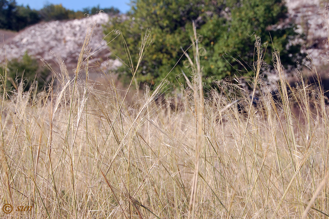 Изображение особи Stipa capillata.