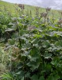 Filipendula camtschatica. Верхушки плодоносящих растений. Сахалин, Корсаковский гор. округ, мыс Евстафия, луговой склон. 25.08.2022.