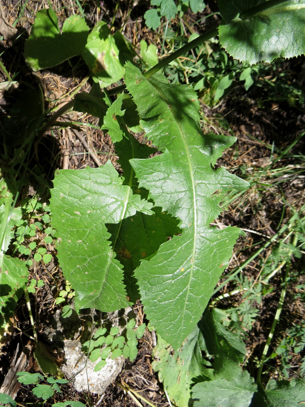 Image of Cicerbita rosea specimen.