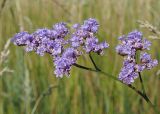 Limonium gmelinii