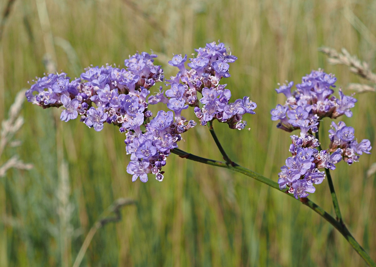 Изображение особи Limonium gmelinii.