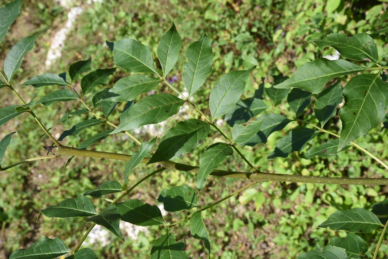 Изображение особи Fraxinus excelsior.