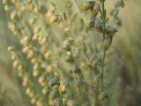 Artemisia austriaca