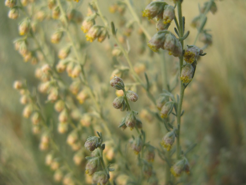 Image of Artemisia austriaca specimen.