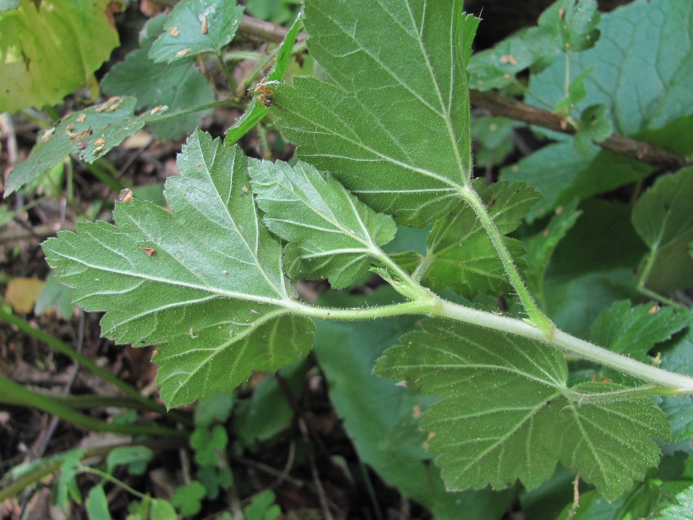 Image of Ribes orientale specimen.