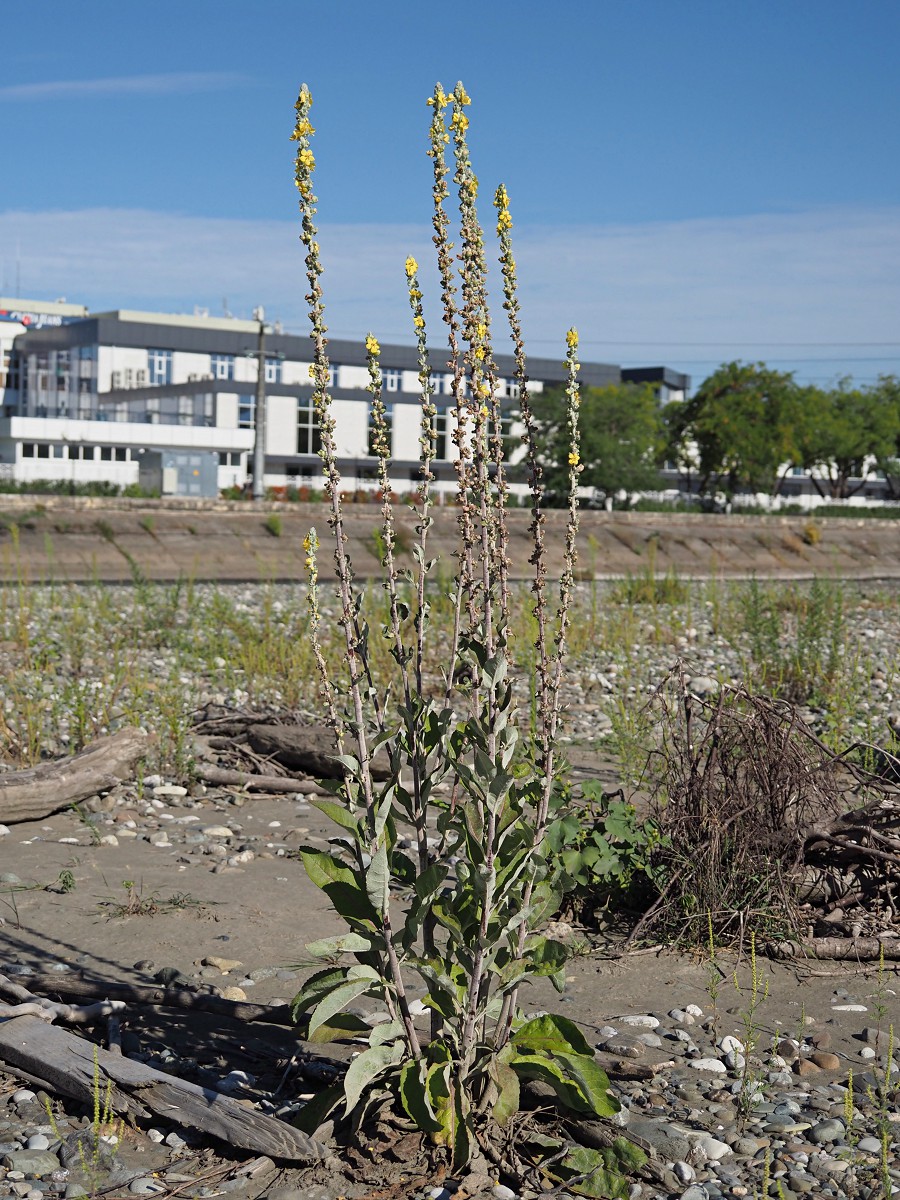 Изображение особи Verbascum gnaphalodes.