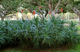 Aloe arborescens