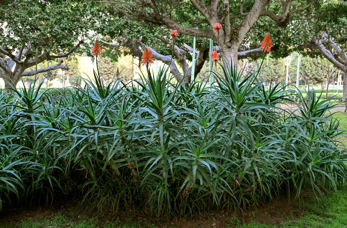 Изображение особи Aloe arborescens.