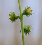 Agrimonia eupatoria