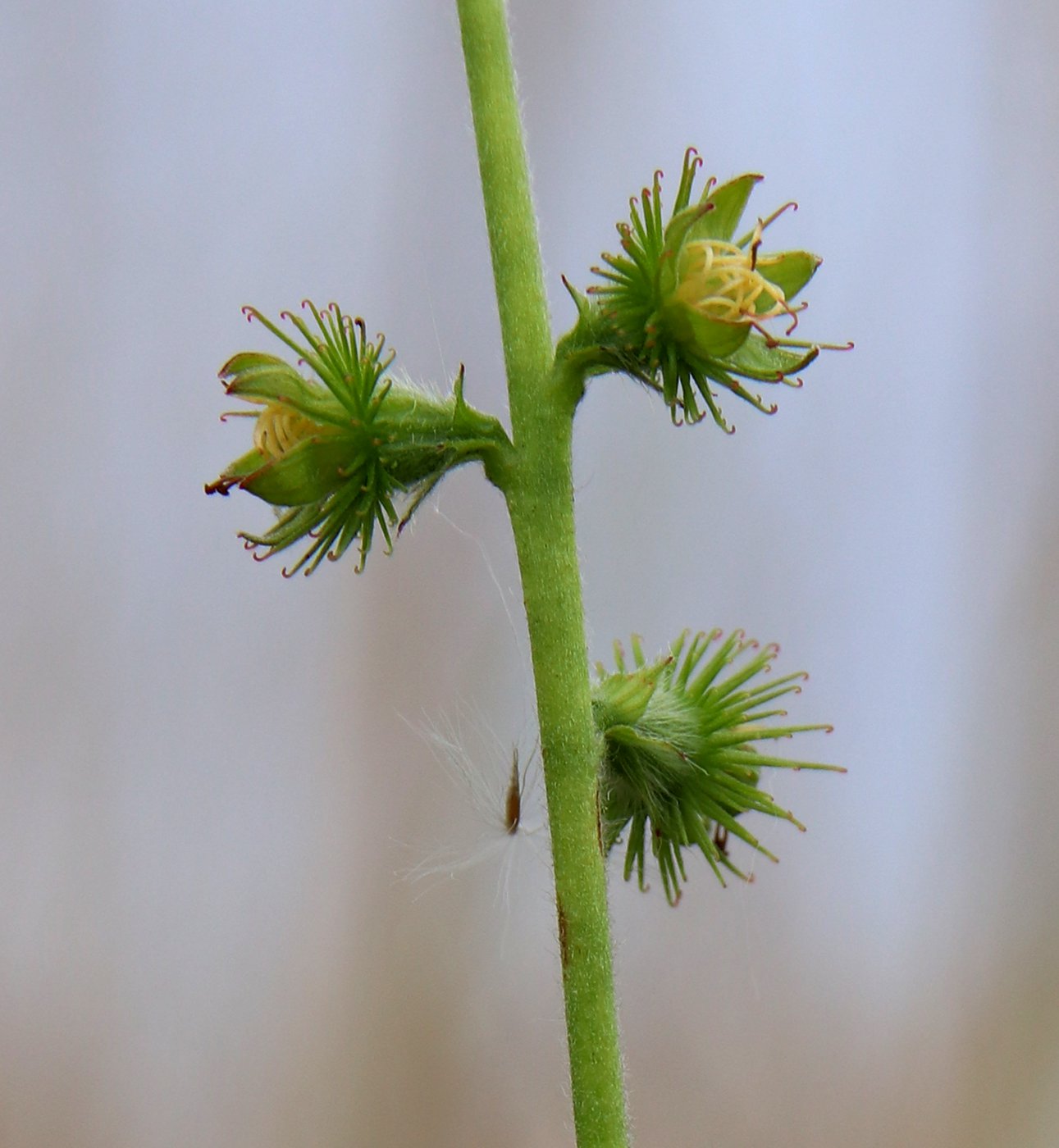 Изображение особи Agrimonia eupatoria.
