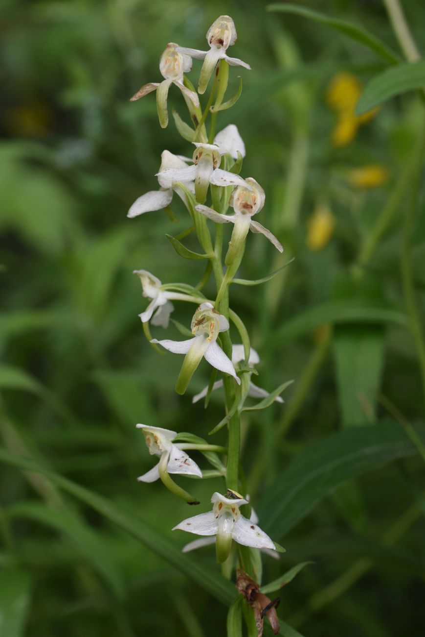 Image of Platanthera chlorantha specimen.