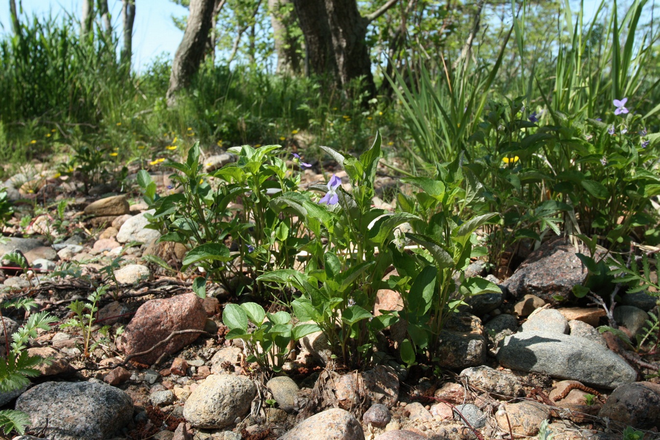 Изображение особи Viola &times; litoralis.