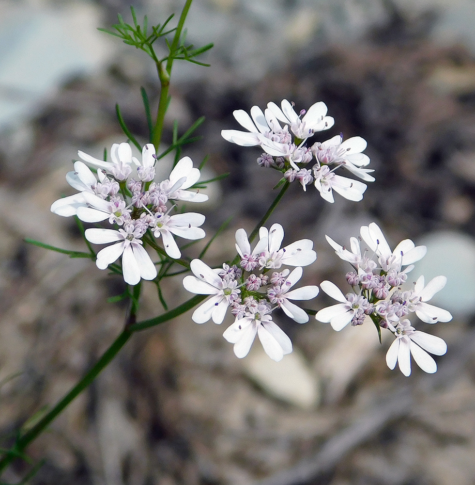 Image of Coriandrum sativum specimen.