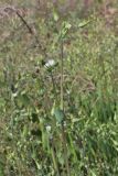 Cerastium perfoliatum