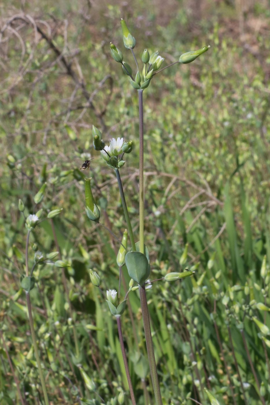 Image of Cerastium perfoliatum specimen.