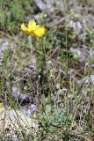 Papaver croceum. Цветущее растение. Южный Казахстан, Таласский Алатау, ущелье Коксай, высота 2700 м н.у.м.