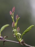 genus Duschekia