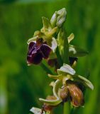 Ophrys subspecies caucasica