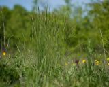 genus Festuca. Цветущее растение. Краснодарский край, Крымский р-н, окр. станицы Неберджаевская, ур. Темрючки, борт заброшенного карьера, поросшее луговыми травами дно карьера. 05.05.2023.