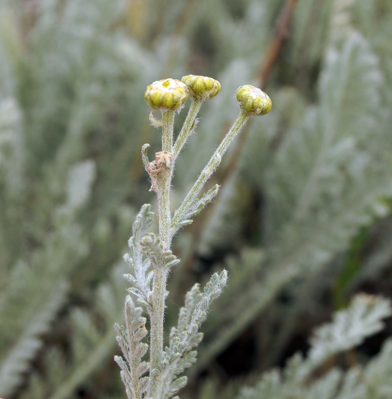 Image of Tanacetum achilleifolium specimen.