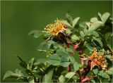 Rosa spinosissima