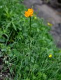 Trollius altaicus