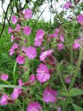 Melandrium dioicum. Верхушки цветущих растений. Московская обл., Одинцовский р-н, с. Никольское, кустарник на обочине дороги. 29.05.2010.