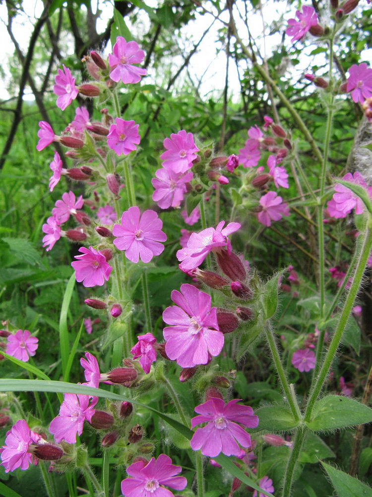 Изображение особи Melandrium dioicum.