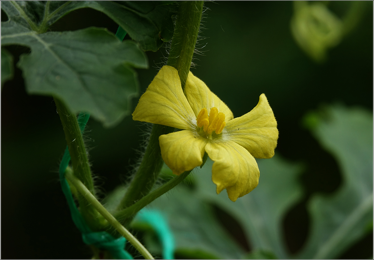 Изображение особи Citrullus lanatus.