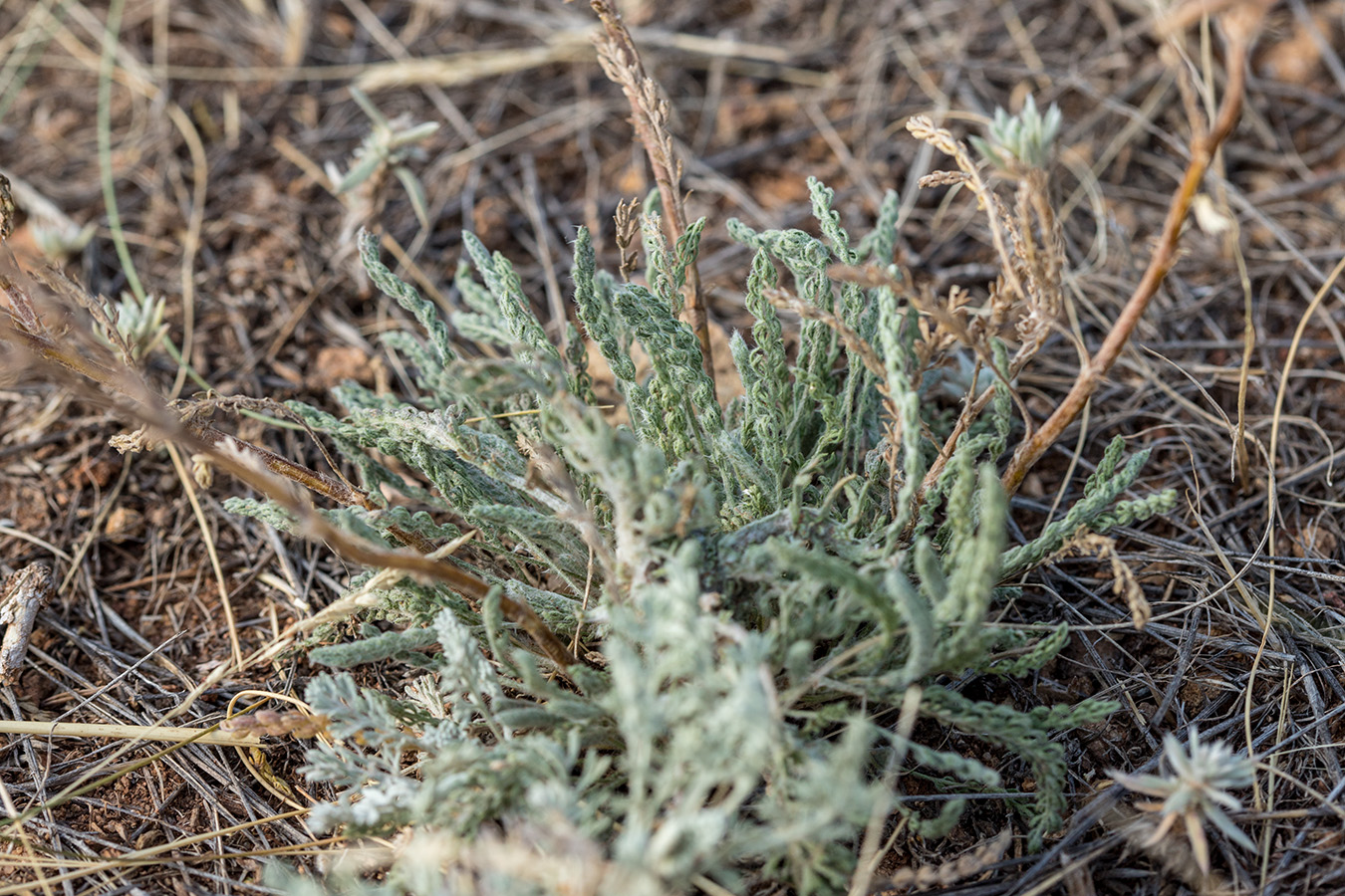 Image of genus Achillea specimen.