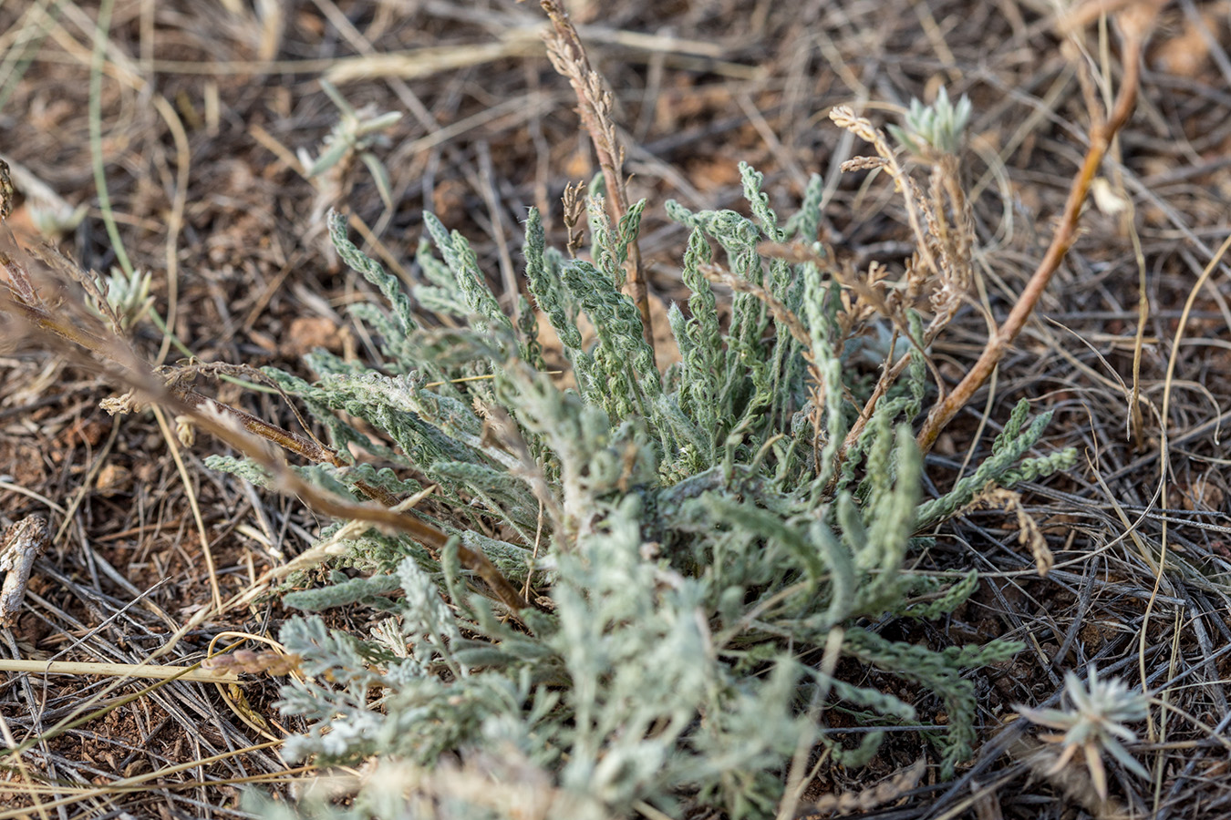 Изображение особи род Achillea.