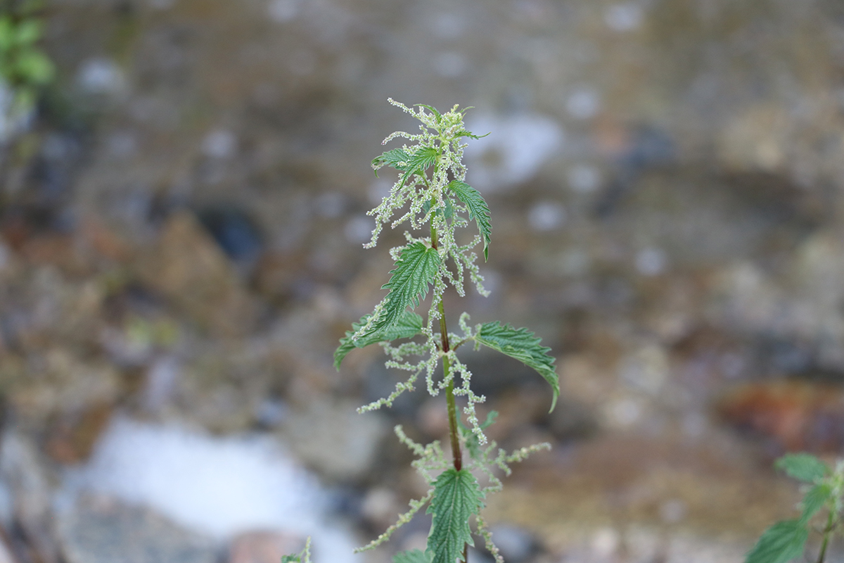 Image of Urtica dioica specimen.