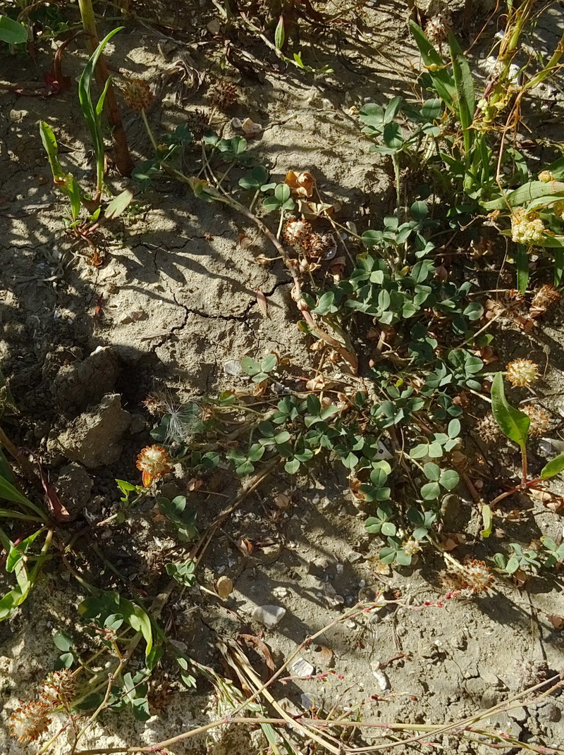 Image of Trifolium bonannii specimen.