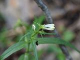 Melampyrum pratense