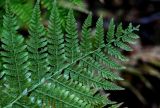 Athyrium filix-femina. Верхушка вайи с сорусами (вид снизу). Владимирская обл., Петушинский р-н, окр. с. Марково, смешанный лес. 23.09.2023.