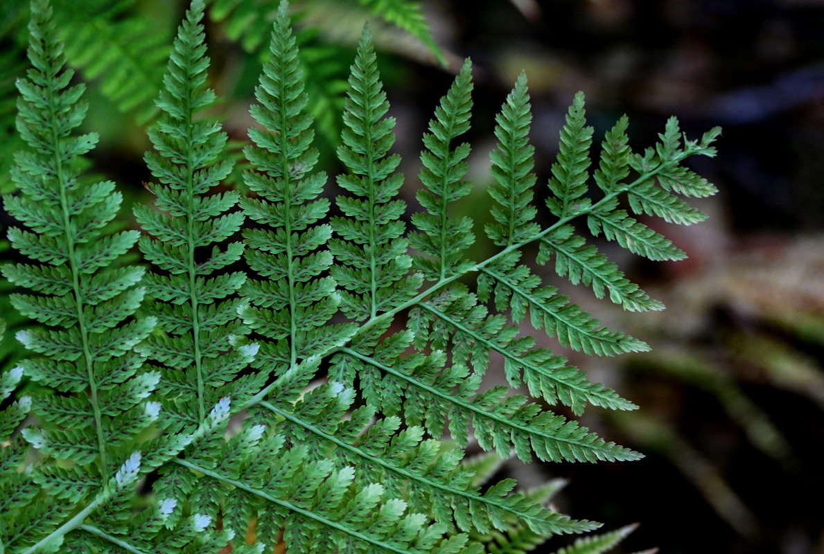 Изображение особи Athyrium filix-femina.